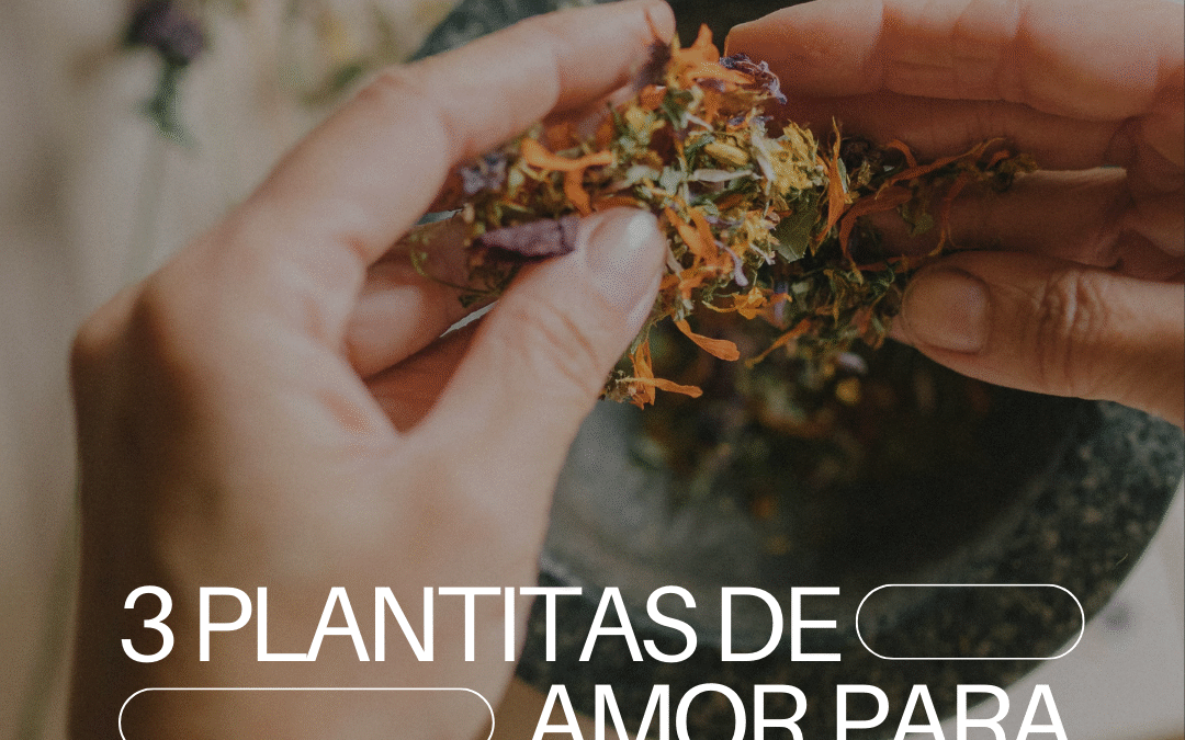 3 Plantitas de amor para la barriga y el corazón.